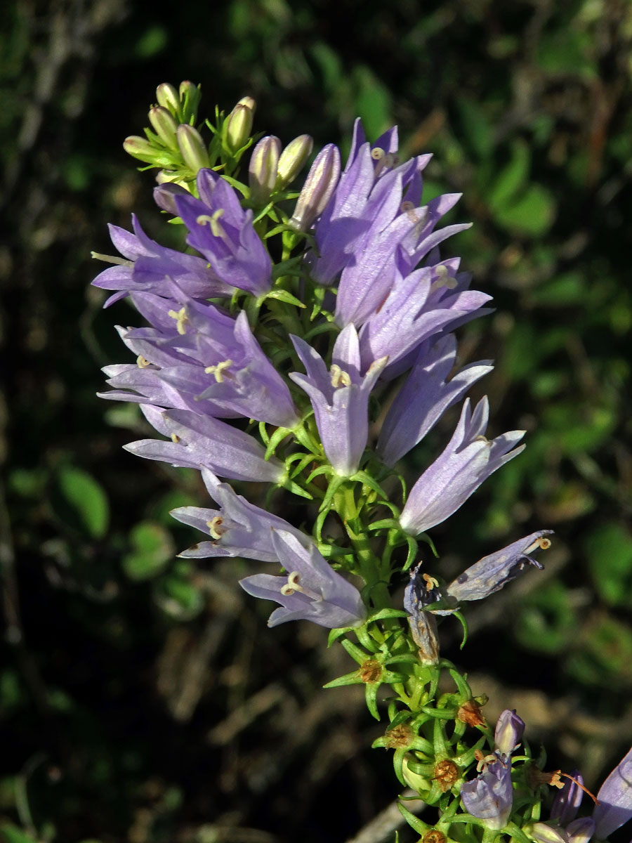 Zvonek boloňský (Campanula bononiensis L.)