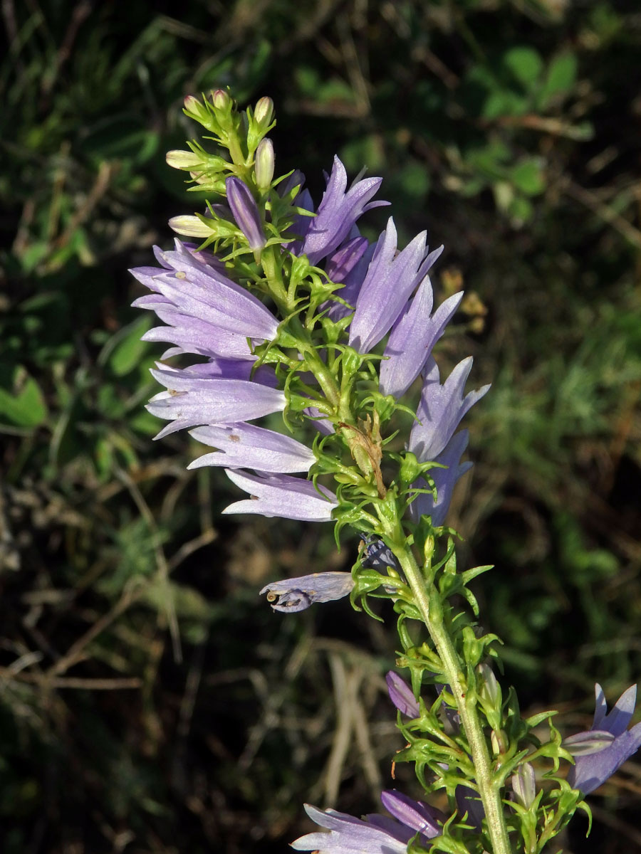 Zvonek boloňský (Campanula bononiensis L.)