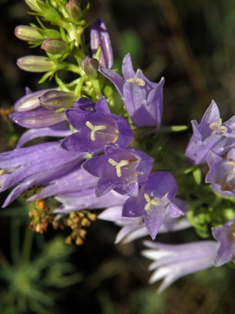 Zvonek boloňský (Campanula bononiensis L.)