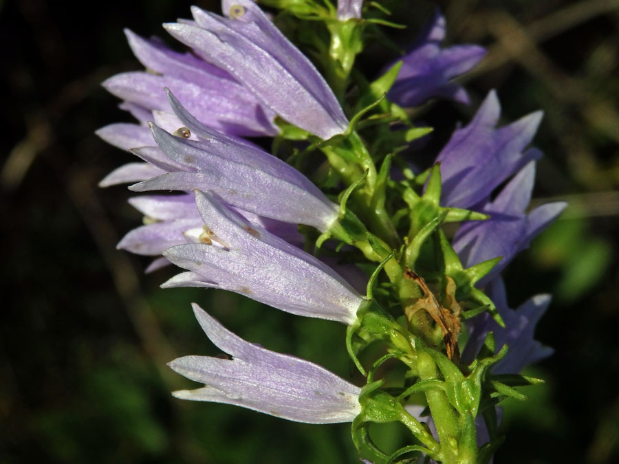 Zvonek boloňský (Campanula bononiensis L.)