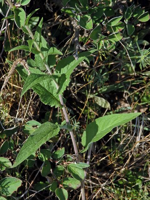 Zvonek boloňský (Campanula bononiensis L.)