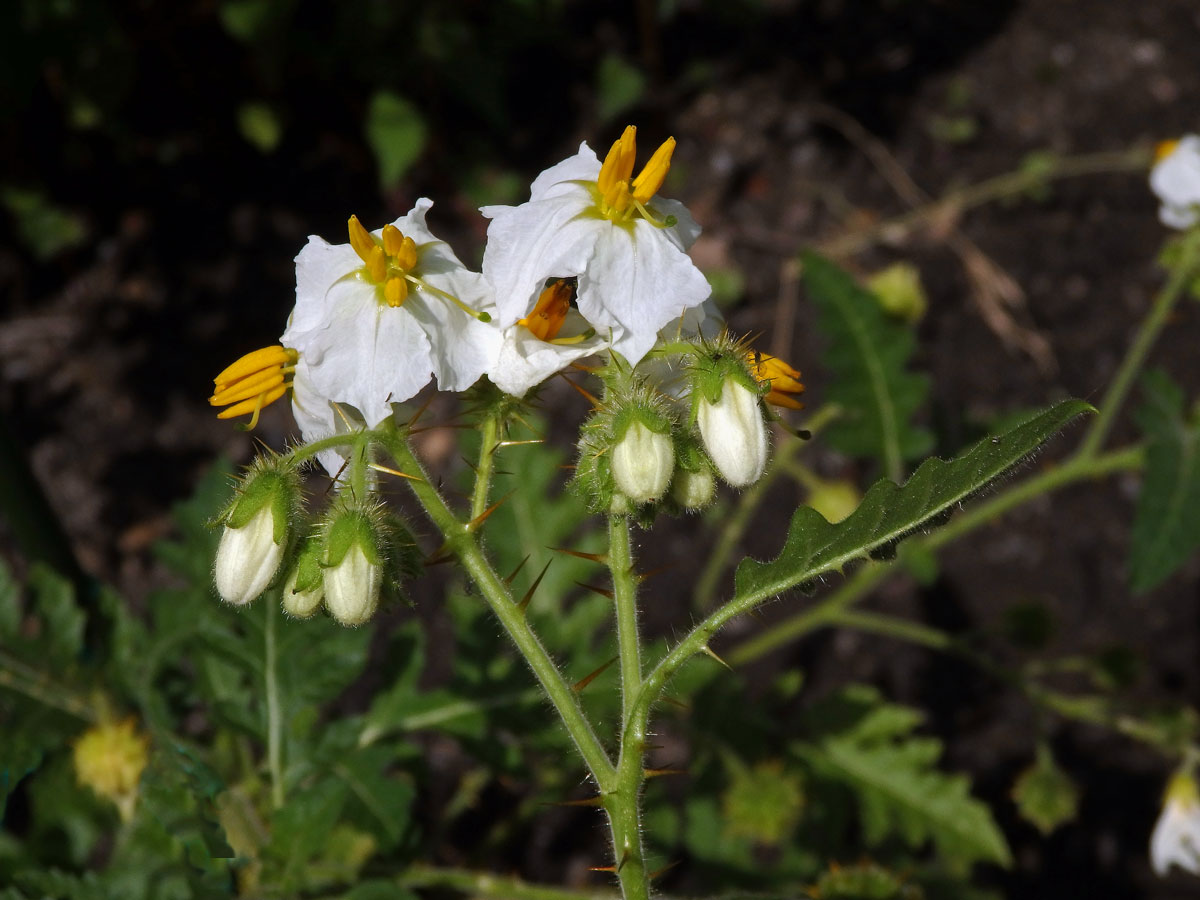 Lilek (Solanum sisymbrifolium Lam.)