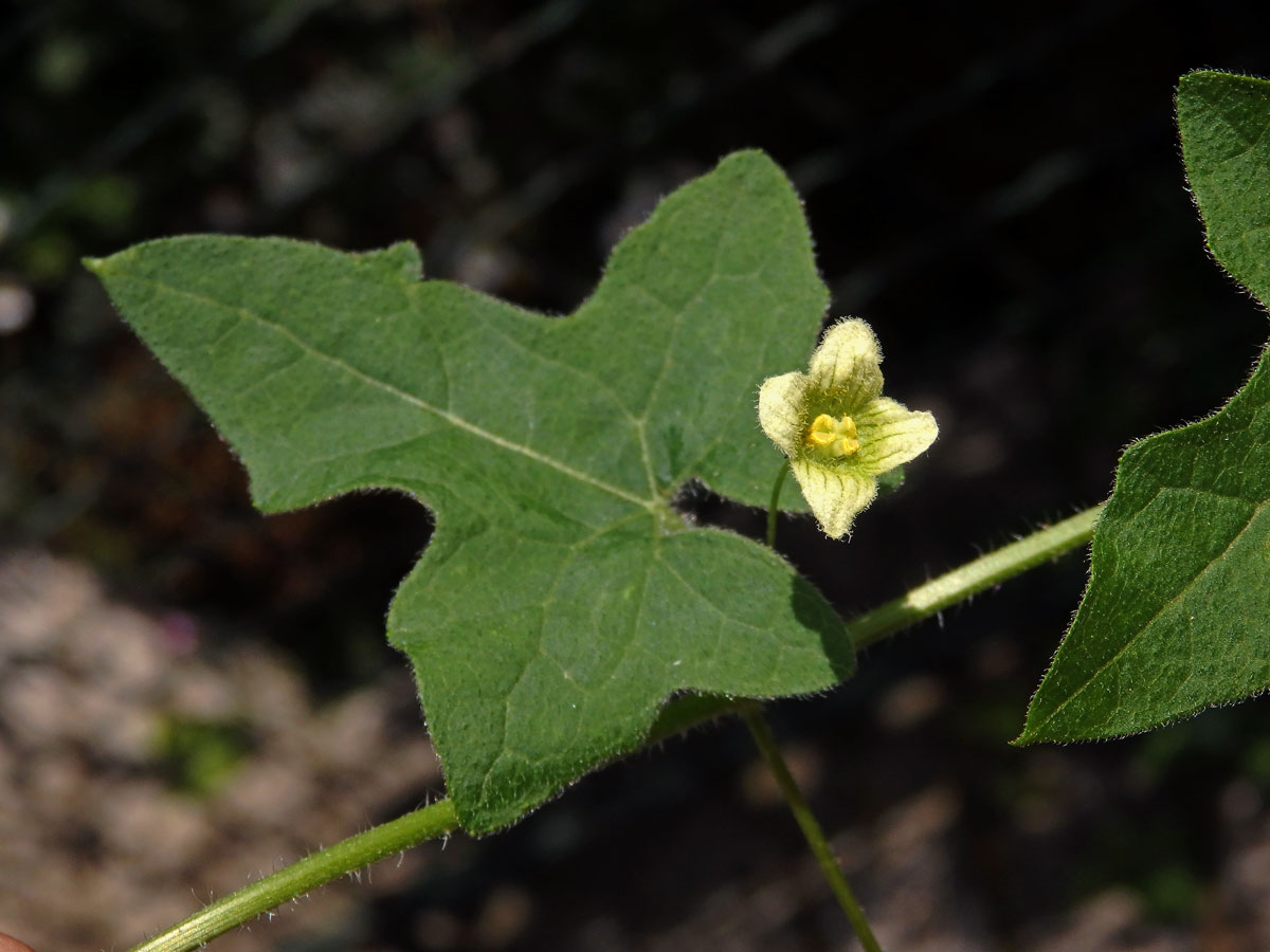 Posed dvoudomý (Bryonia dioica Jacq.) se čtyřčetným květem (3a)