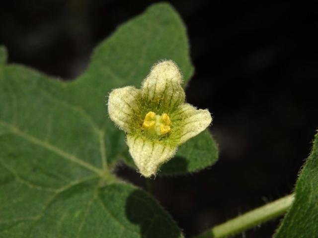 Posed dvoudomý (Bryonia dioica Jacq.) se čtyřčetným květem (3b)