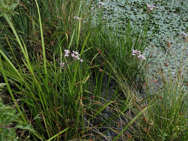 Šmel okoličnatý (Butomus umbellatus L.)