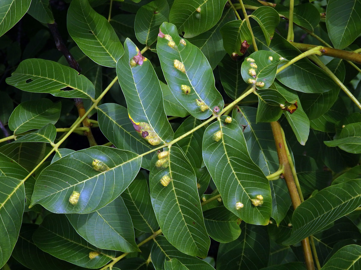 Hálky vlnovníka (Aceria tristriata)