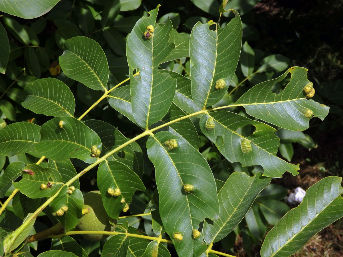 Hálky vlnovníka (Aceria tristriata)