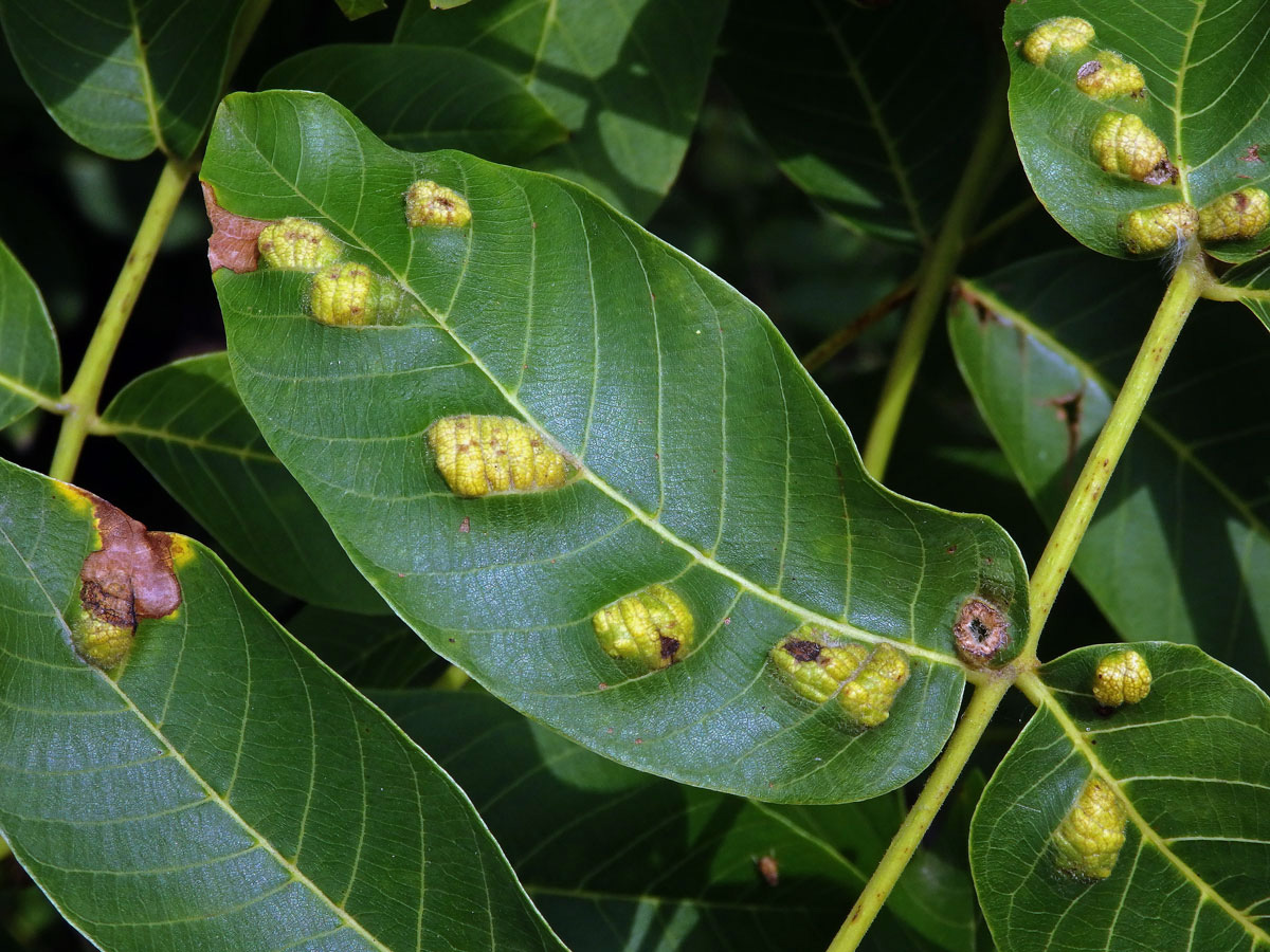 Hálky vlnovníka (Aceria tristriata)