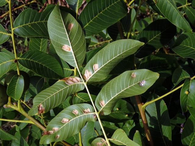 Hálky vlnovníka (Aceria tristriata)