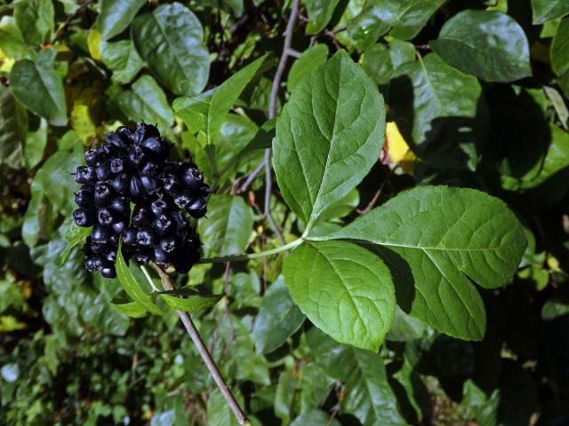 Eleuterokok bezstopečný (Eleutherococcus sessiliflorus (Ruprecht & Maxim.) S. Y. Hu)