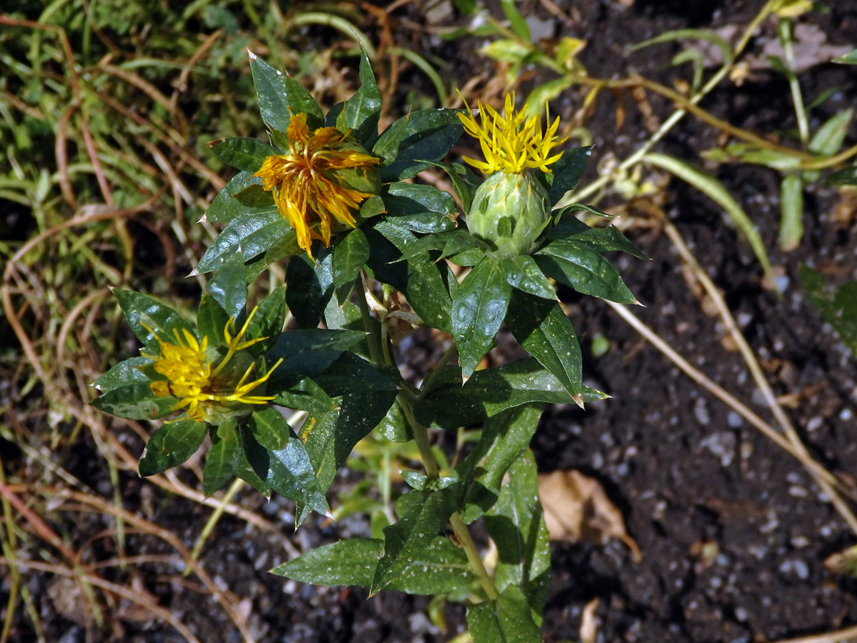 Světlice barvířská (Carthamus tinctorius L.)