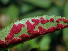 Hálky vlnovníka hlohovcového Aceria pyracanthi, hlohyně šarlatová