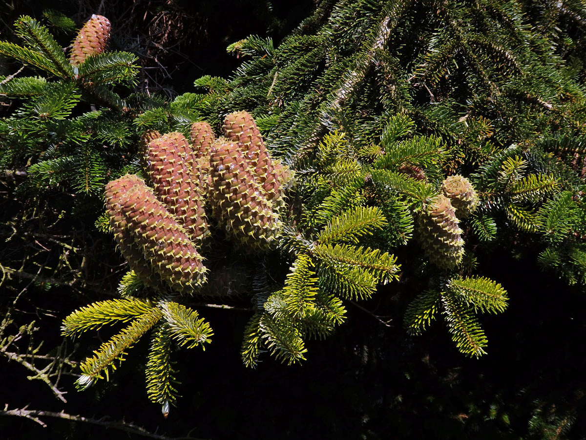 Jedle kavkazská (Abies nordmanniana (Steven) Spach)