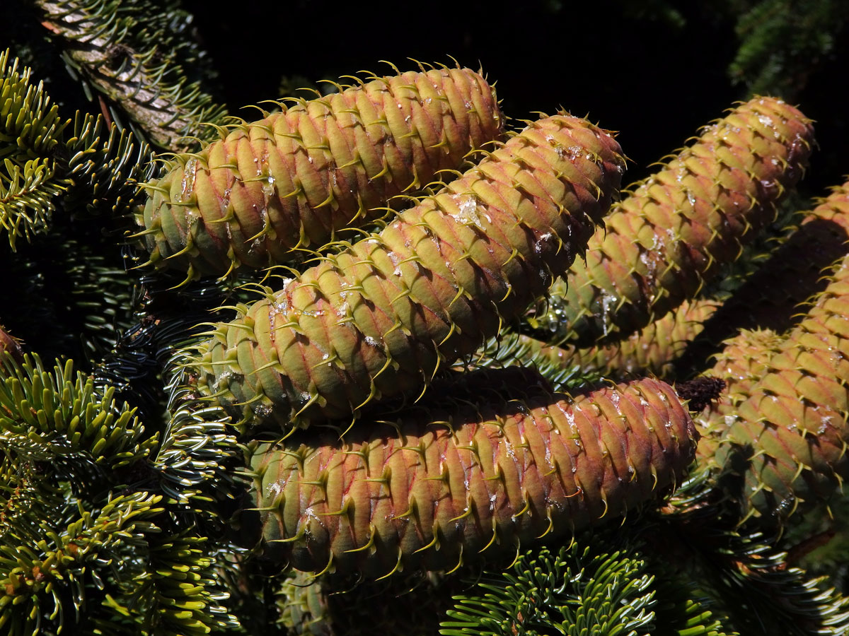 Jedle kavkazská (Abies nordmanniana (Steven) Spach)