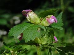 Hálky na květech hluchvky skvrnité (Lamium maculatum L.)