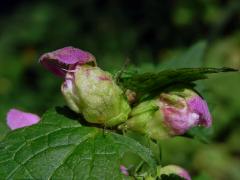Hálky na květech hluchvky skvrnité (Lamium maculatum L.)