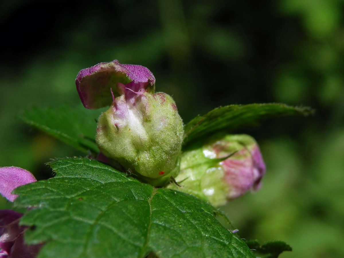 Hálky na květech hluchvky skvrnité (Lamium maculatum L.)