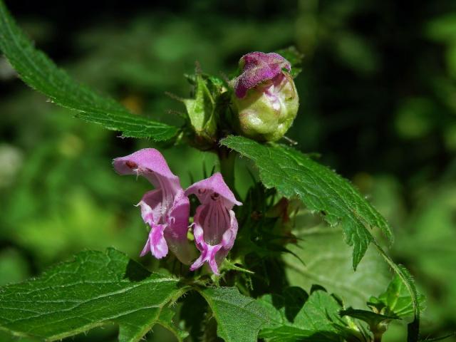 Hálky na květech hluchvky skvrnité (Lamium maculatum L.)