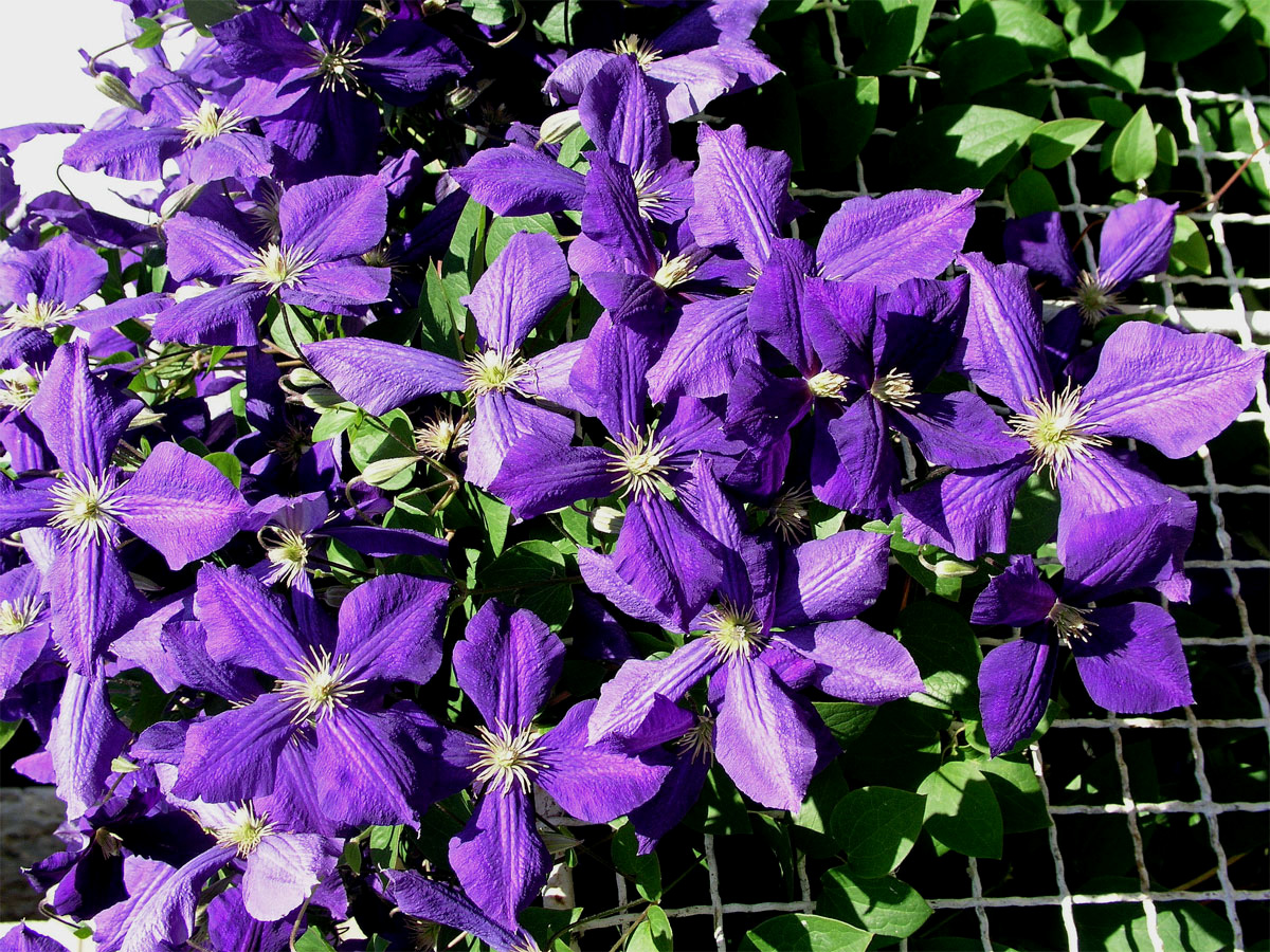 Plamének vlašský (Clematis viticella L.)