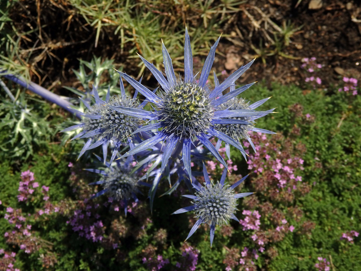 Máčka Bourgatova (Eryngium bourgatii Gouan)