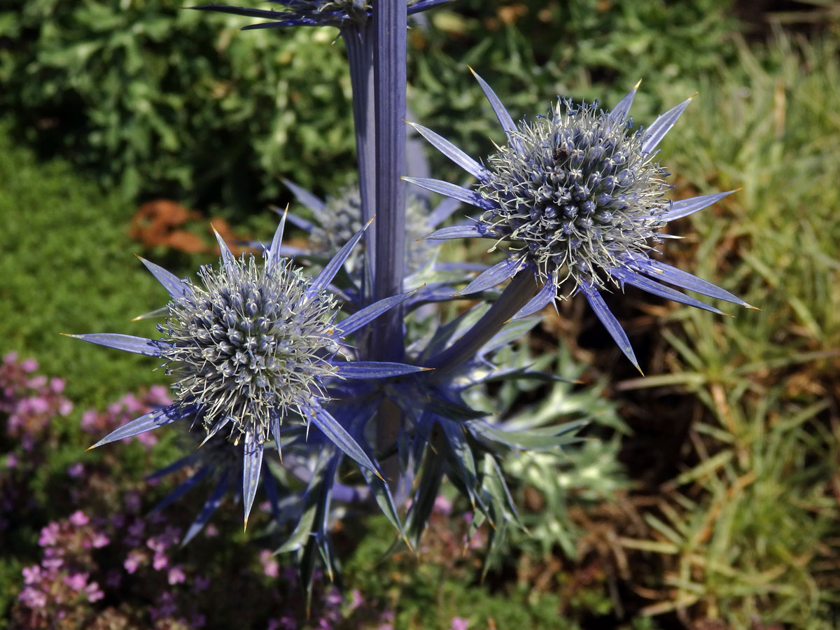 Máčka Bourgatova (Eryngium bourgatii Gouan)