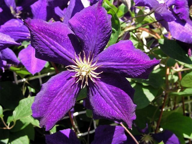 Plamének vlašský (Clematis viticella L.)