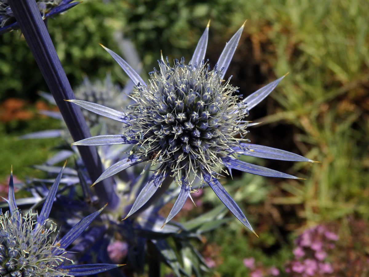 Máčka Bourgatova (Eryngium bourgatii Gouan)