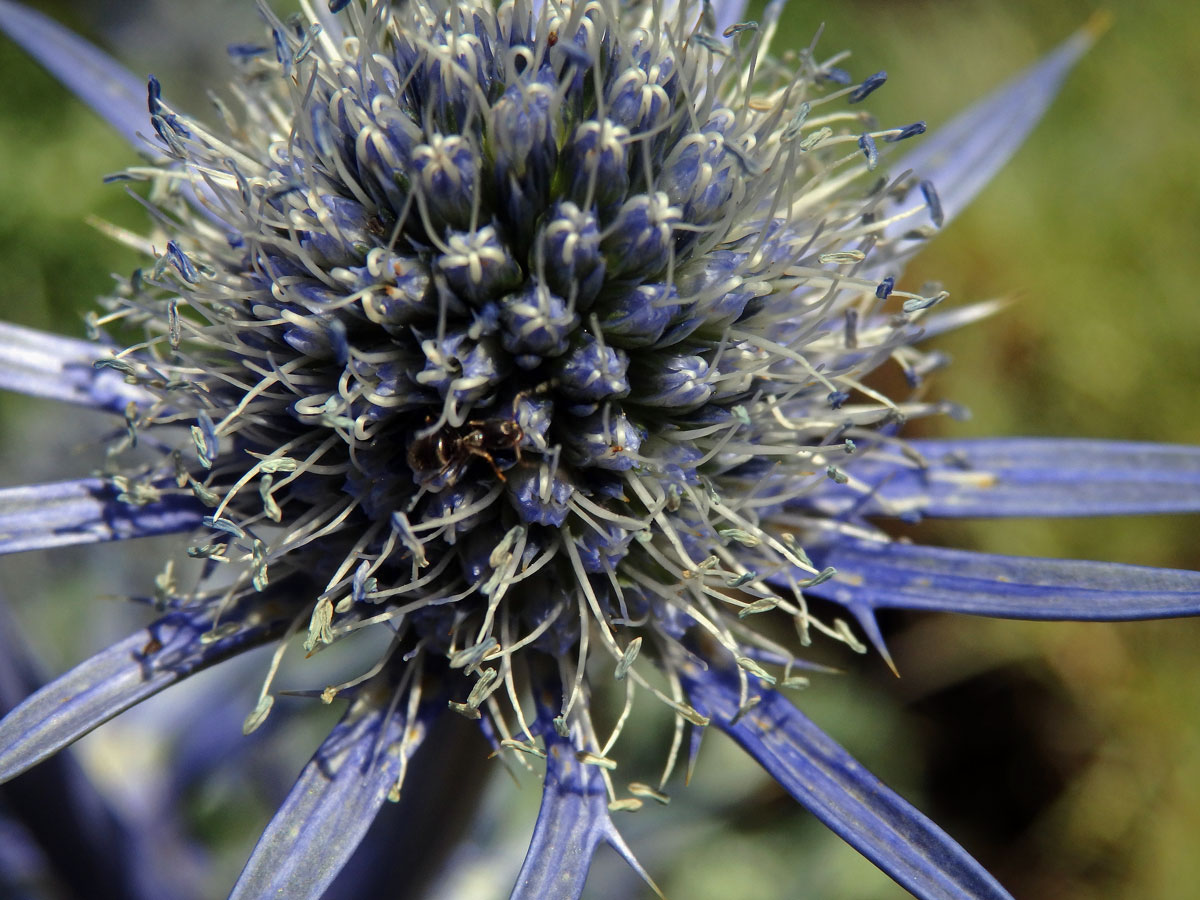 Máčka Bourgatova (Eryngium bourgatii Gouan)