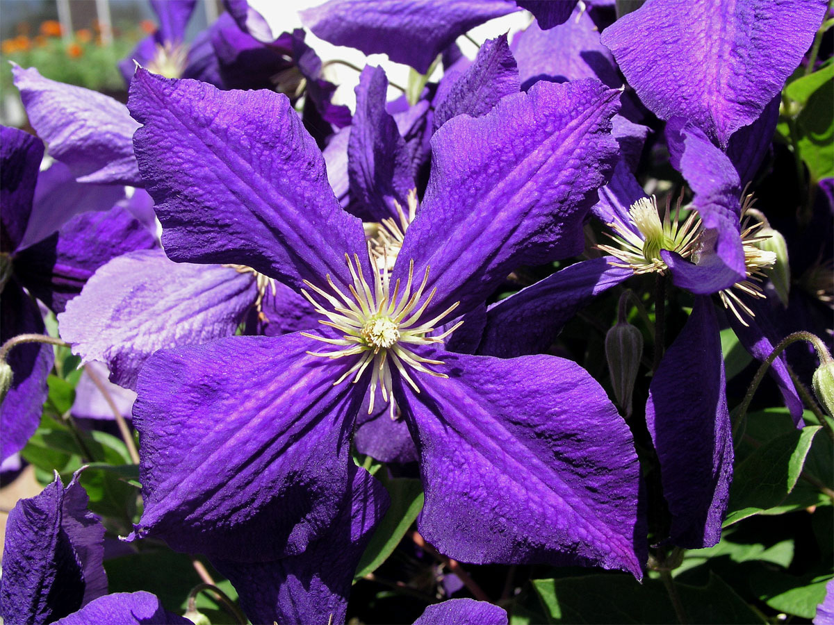 Plamének vlašský (Clematis viticella L.)