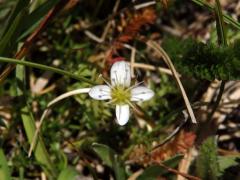 Písečnice (Arenaria multicaulis L.), čtyřčetný květ