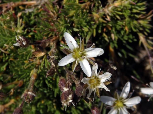 Písečnice (Arenaria multicaulis L.), čtyřčetný květ