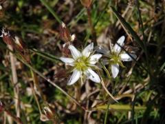 Písečnice (Arenaria multicaulis L.), šestičetný květ