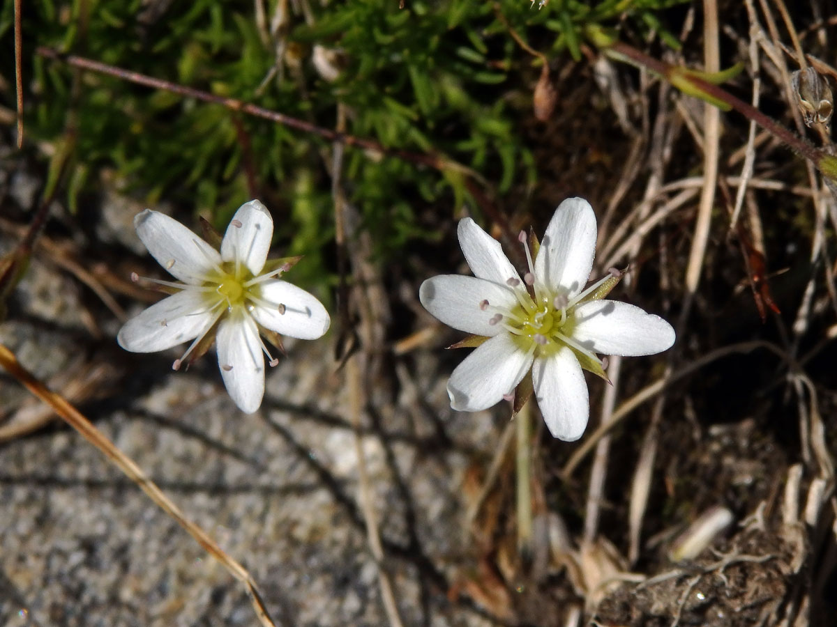 Písečnice (Arenaria multicaulis L.), šestičetný květ