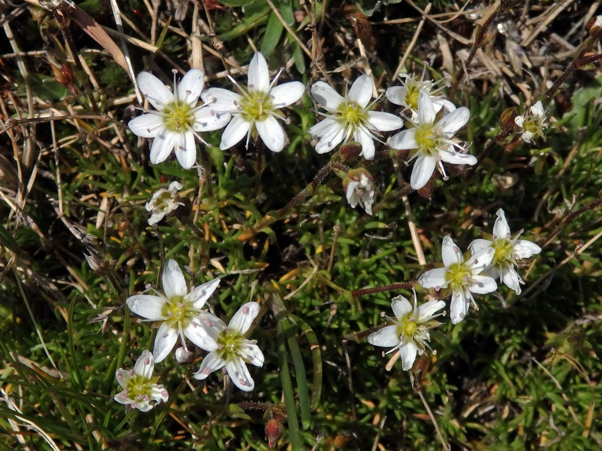 Písečnice (Arenaria multicaulis L.), šestičetný květ