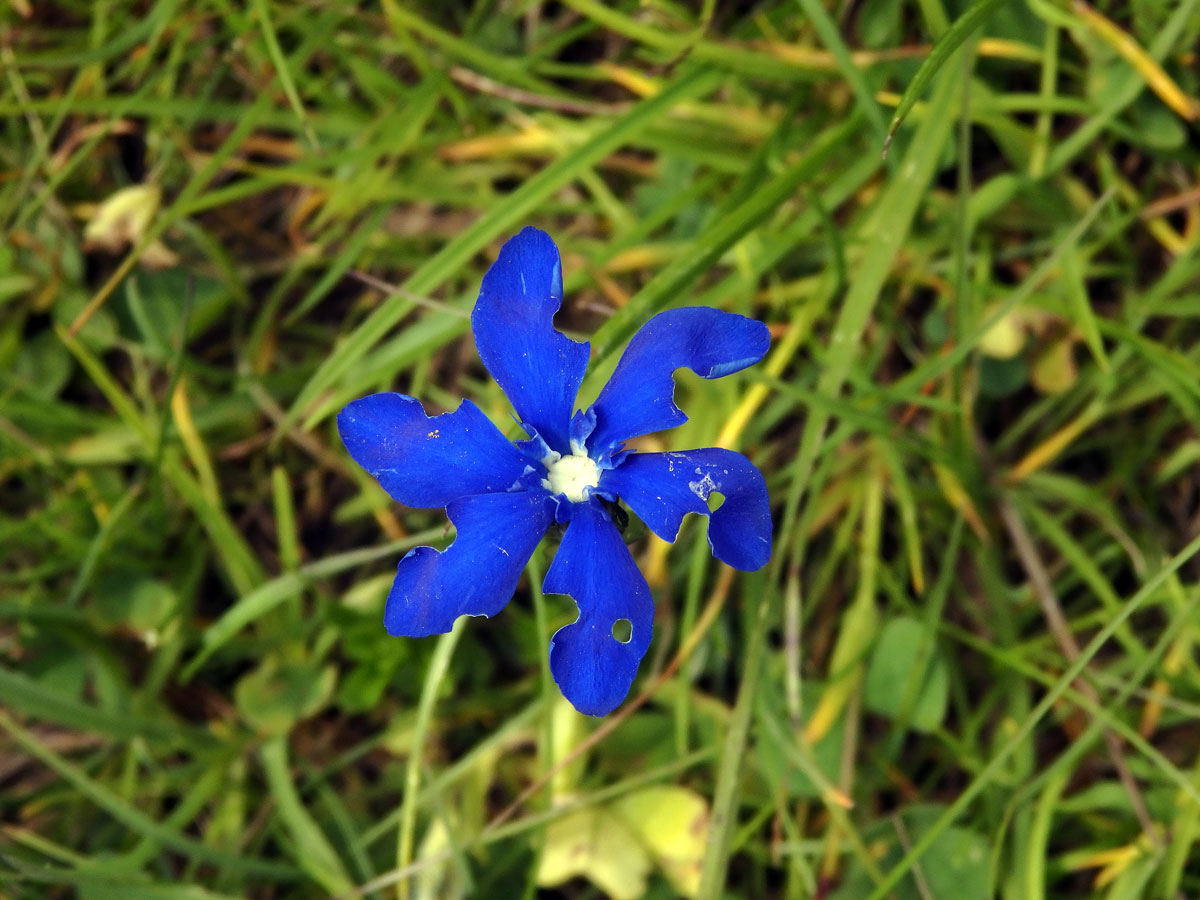 Hořec jarní (Gentiana verna  L.), šestičetný květ