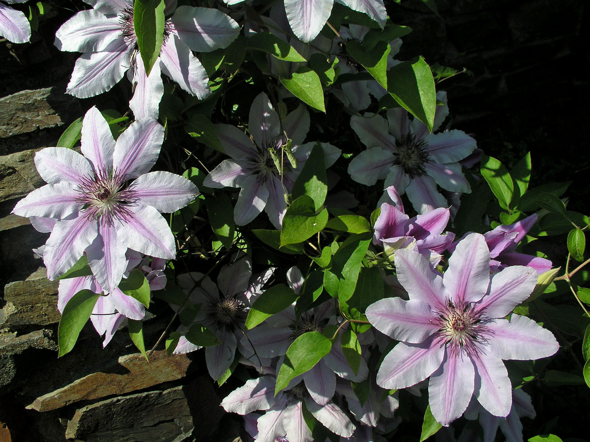 Plamének vlašský (Clematis viticella L.)