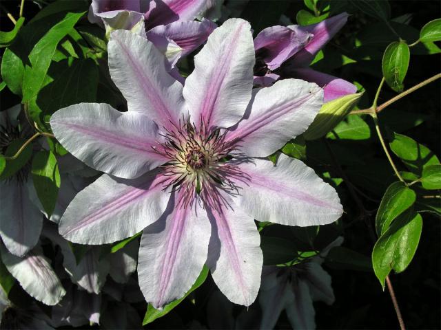 Plamének vlašský (Clematis viticella L.)