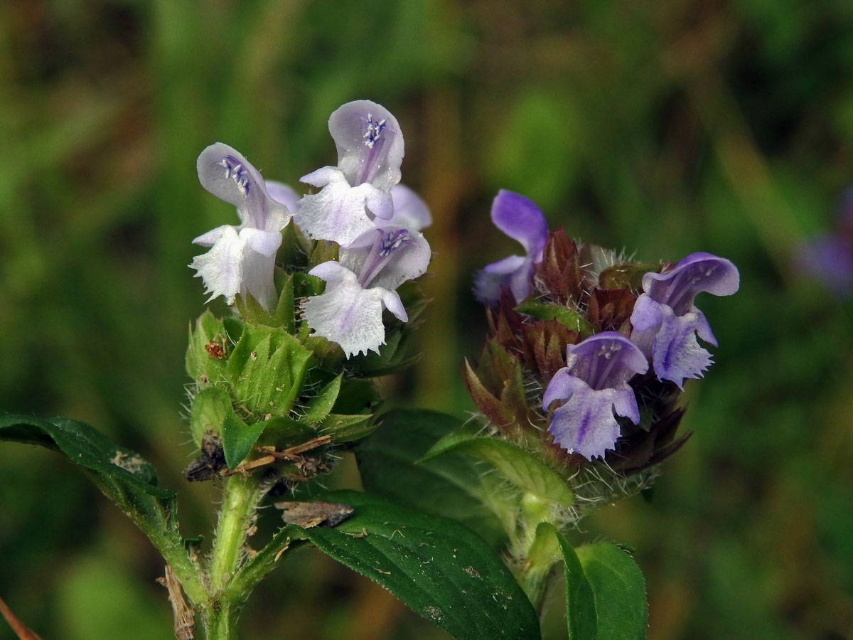 Černohlávek obecný (Prunella vulgaris L.) se světle zbarvenými květy