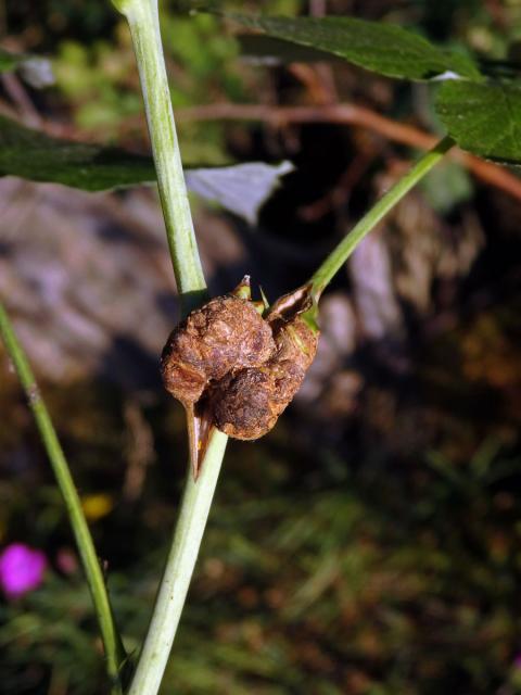 Hálky bejlomorky malinové (Lasioptera rubi)