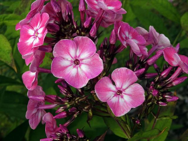 Plamenka latnatá (Phlox paniculata L.) s čtyřčetným květem (17)