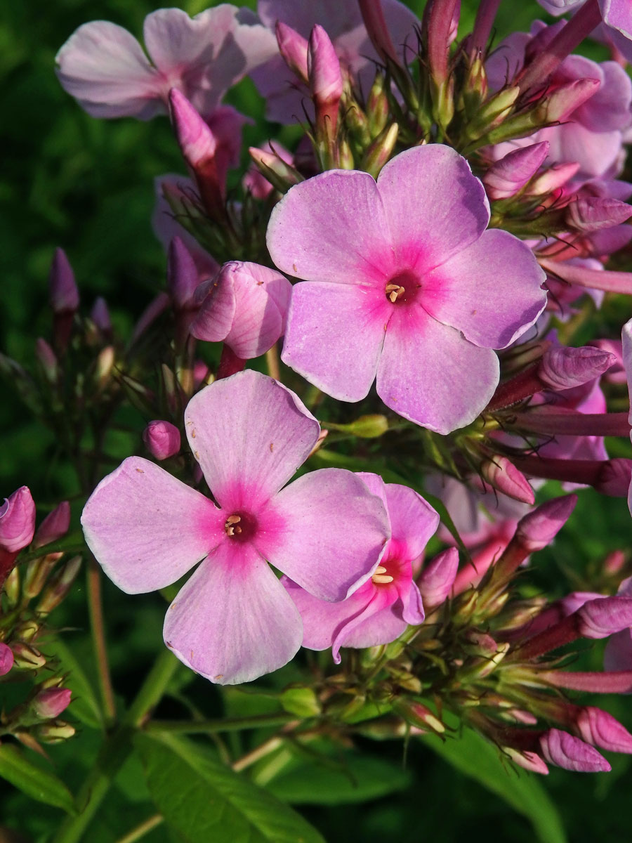 Plamenka latnatá (Phlox paniculata L.) s čtyřčetným květem (12)