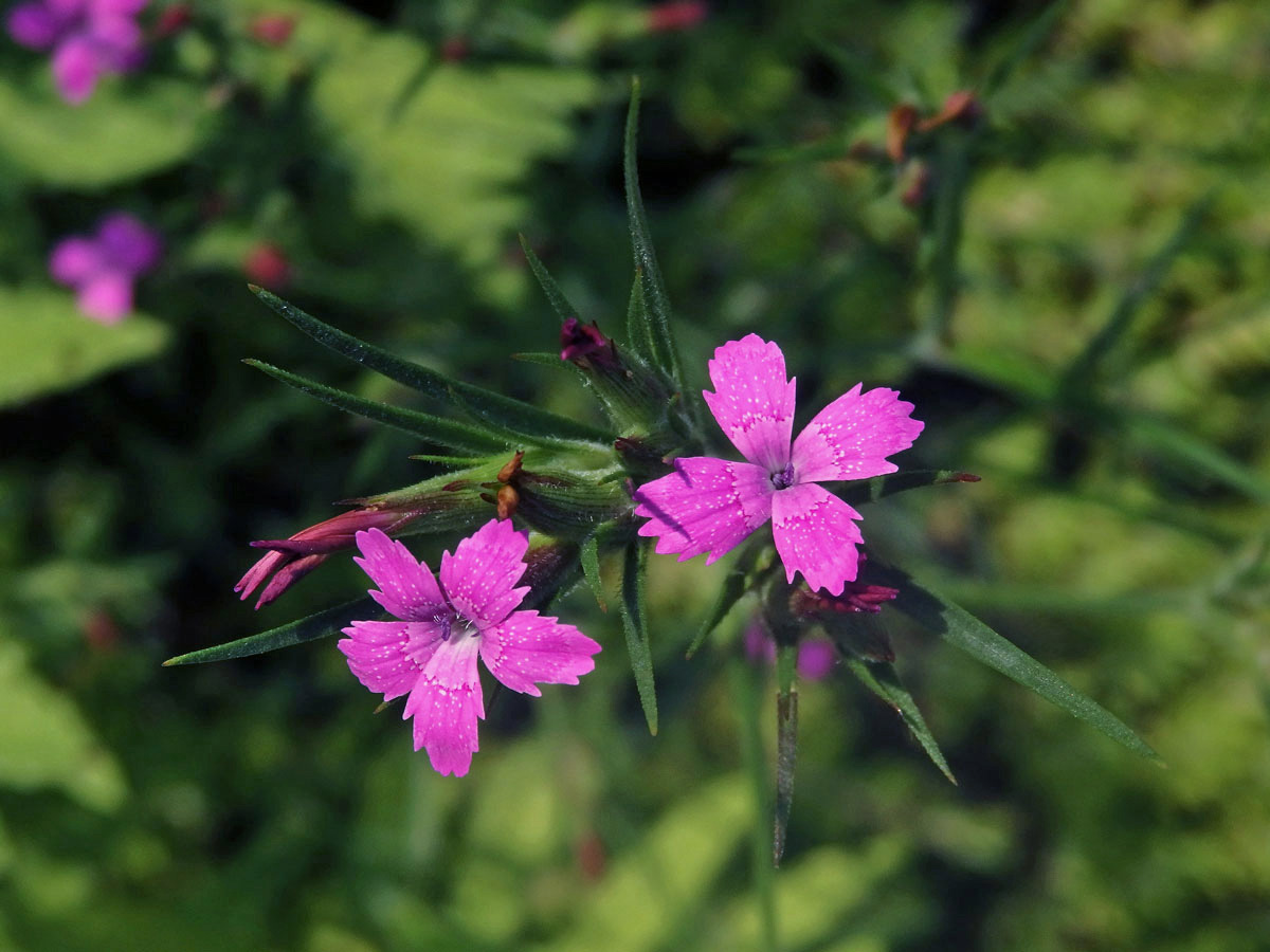 Hvozdík svazčitý (Dianthus almeria L.), čtyřčetný květ (8)