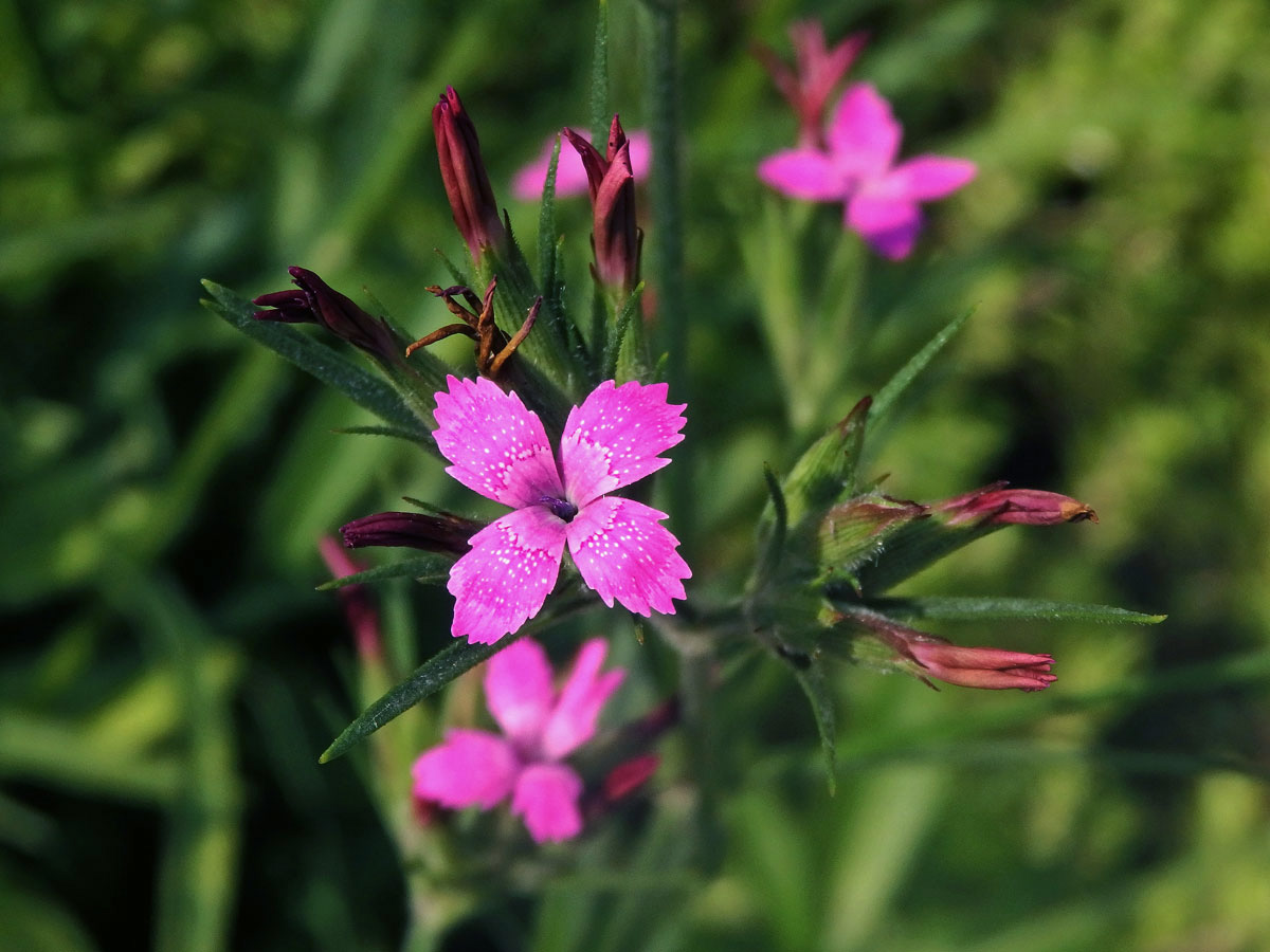 Hvozdík svazčitý (Dianthus almeria L.), čtyřčetný květ (9)