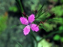 Hvozdík svazčitý (Dianthus almeria L.), čtyřčetný květ (10)