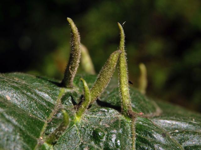 Hálky vlnovníka lipového (Eriophyes tiliae)