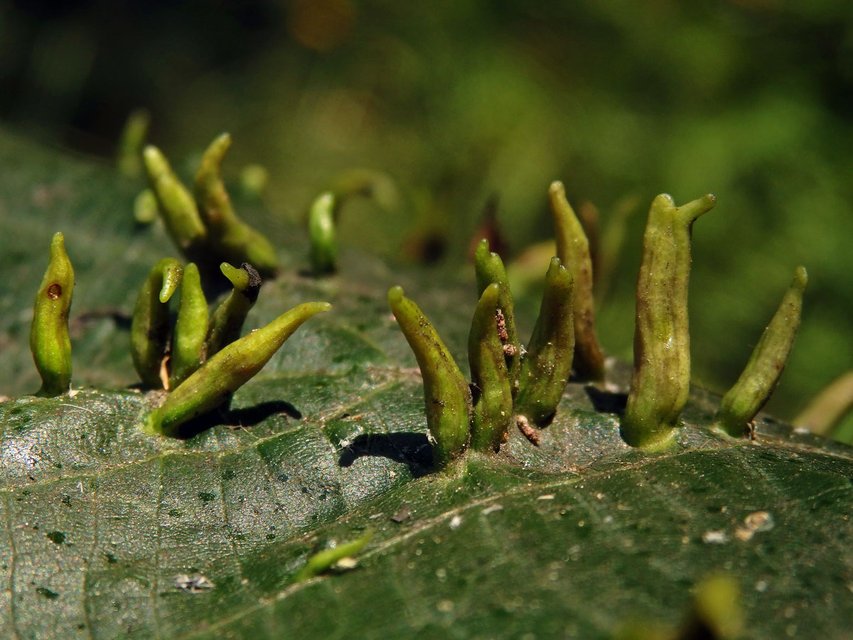 Hálky vlnovníka lipového (Eriophyes tiliae)