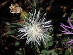 Chrpa luční (Centaurea jacea L.) - květenství s minimálním obsahem pigmentu (2b)