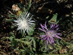 Chrpa luční (Centaurea jacea L.) - květenství s minimálním obsahem pigmentu (2a)