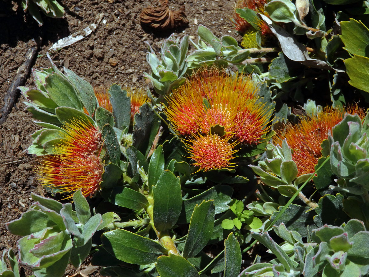 Leucospermum oleifolium R. Br.