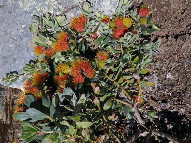 Leucospermum oleifolium R. Br.